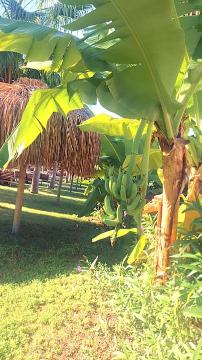 Gartenanlage Rubi Platinum Sign