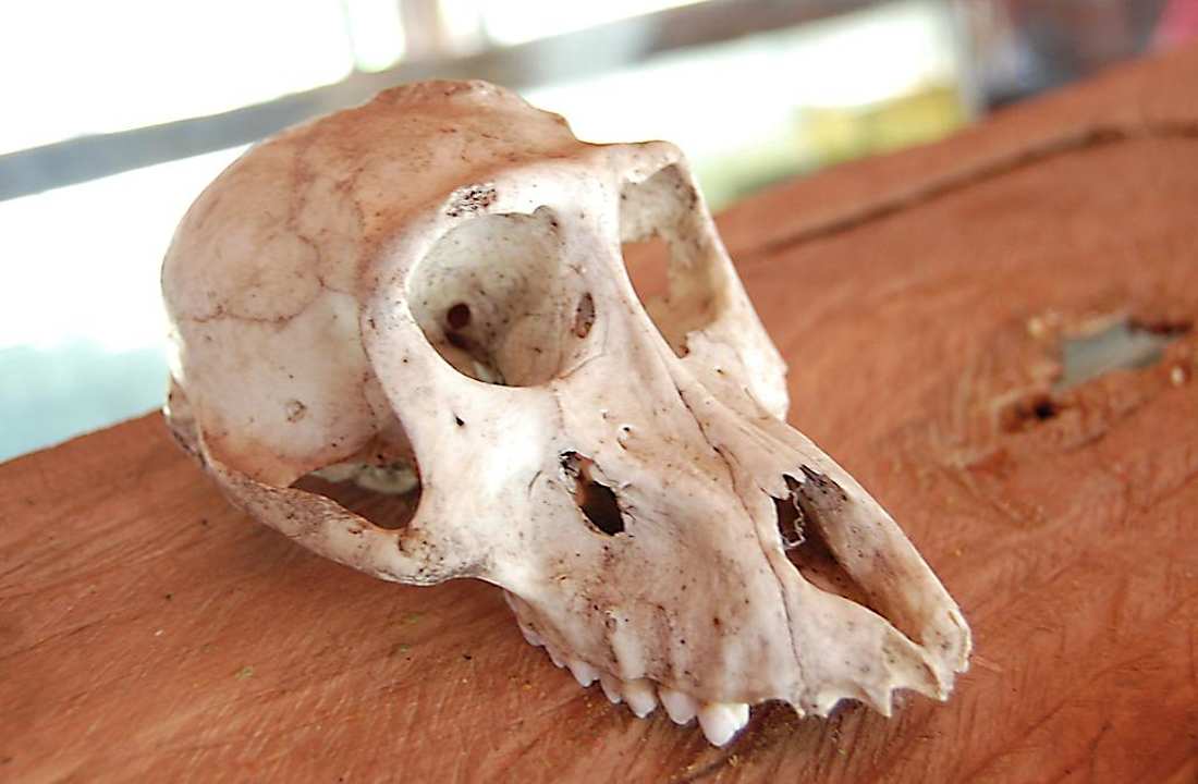 Affenschädel in der "Lobby" Royal Mara Safari Lodge