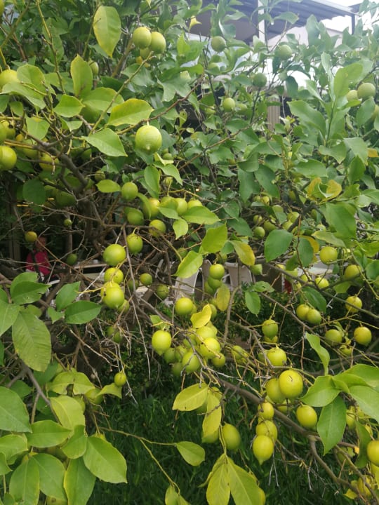 Außenansicht Aydinbey Kings Palace & Spa