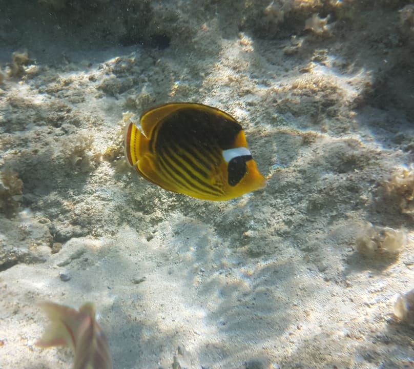 Sport & Freizeit Three Corners Sea Beach Resort