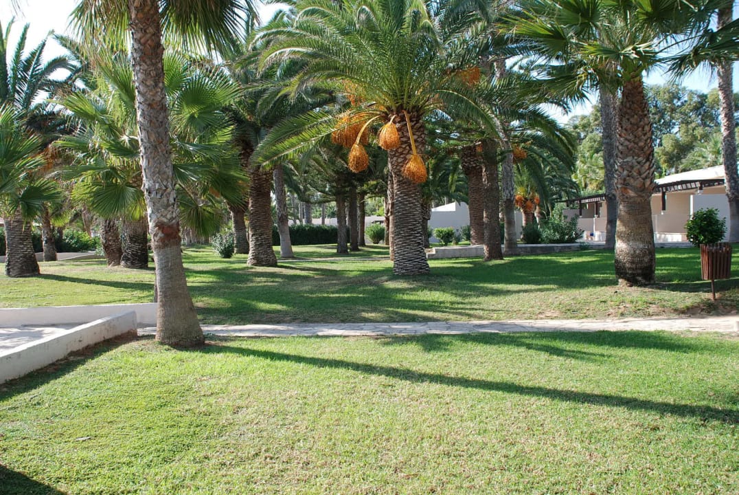 Wiese vor den Beach Bungalows Hotel Nissi Beach Resort