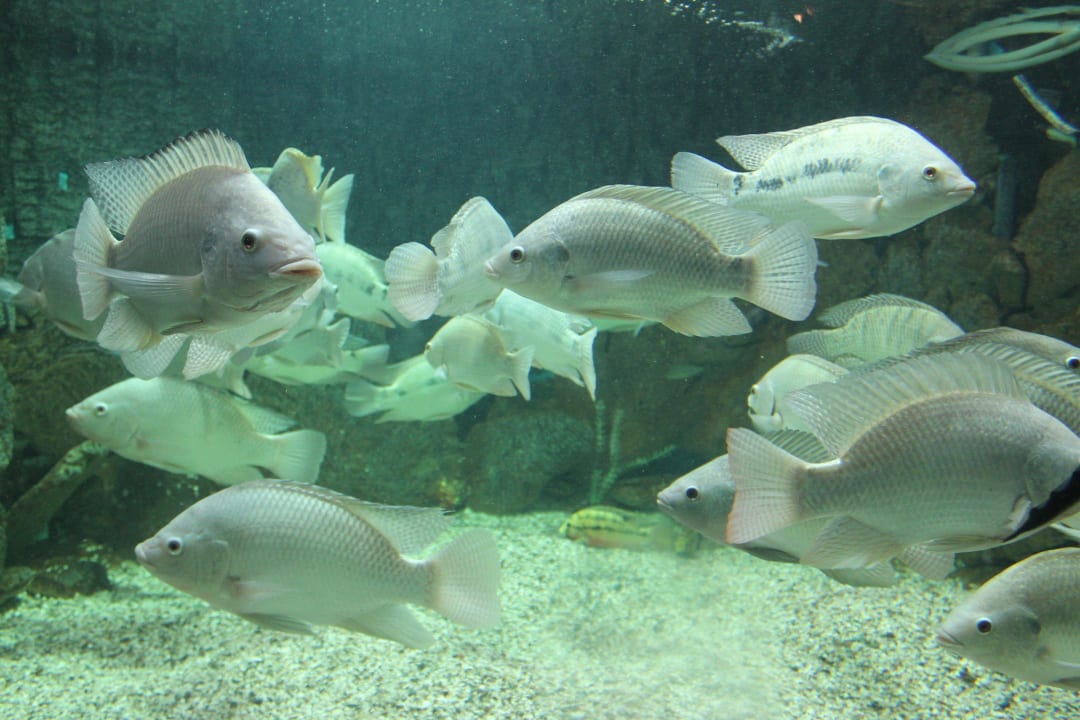 Аквариум Stella Garden Resort & Spa, Makadi Bay