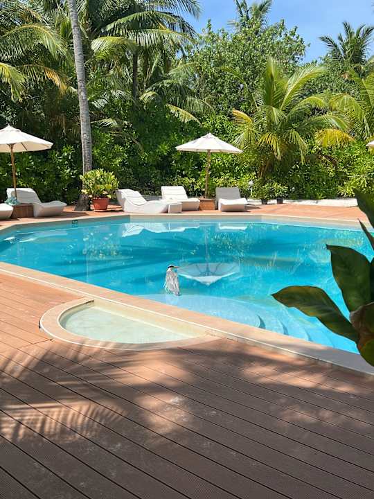Pool Safari Island Maldives