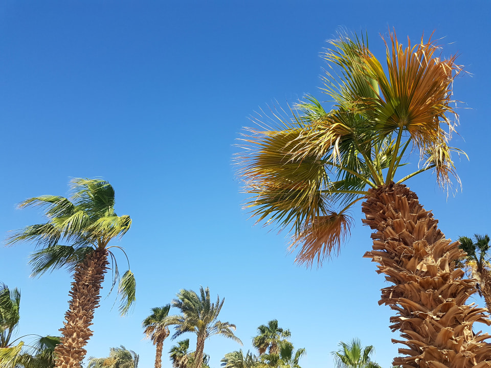 Gartenanlage Lotus Bay Beach Resort