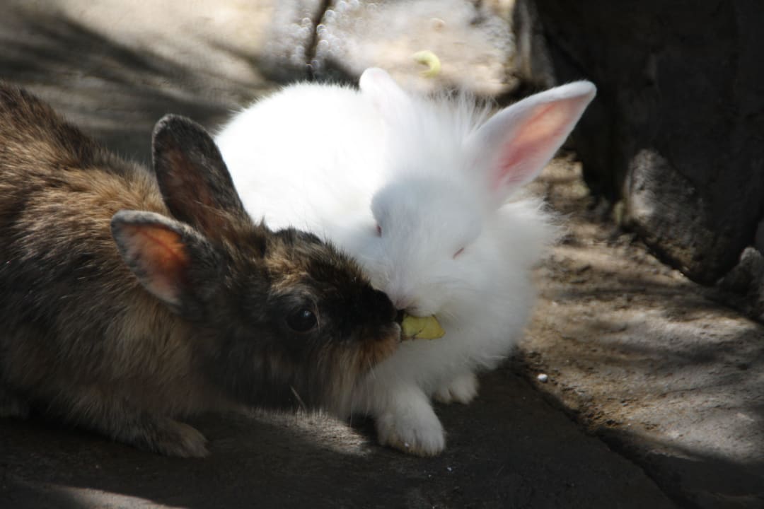 Kaninchengehege Park Club Europe