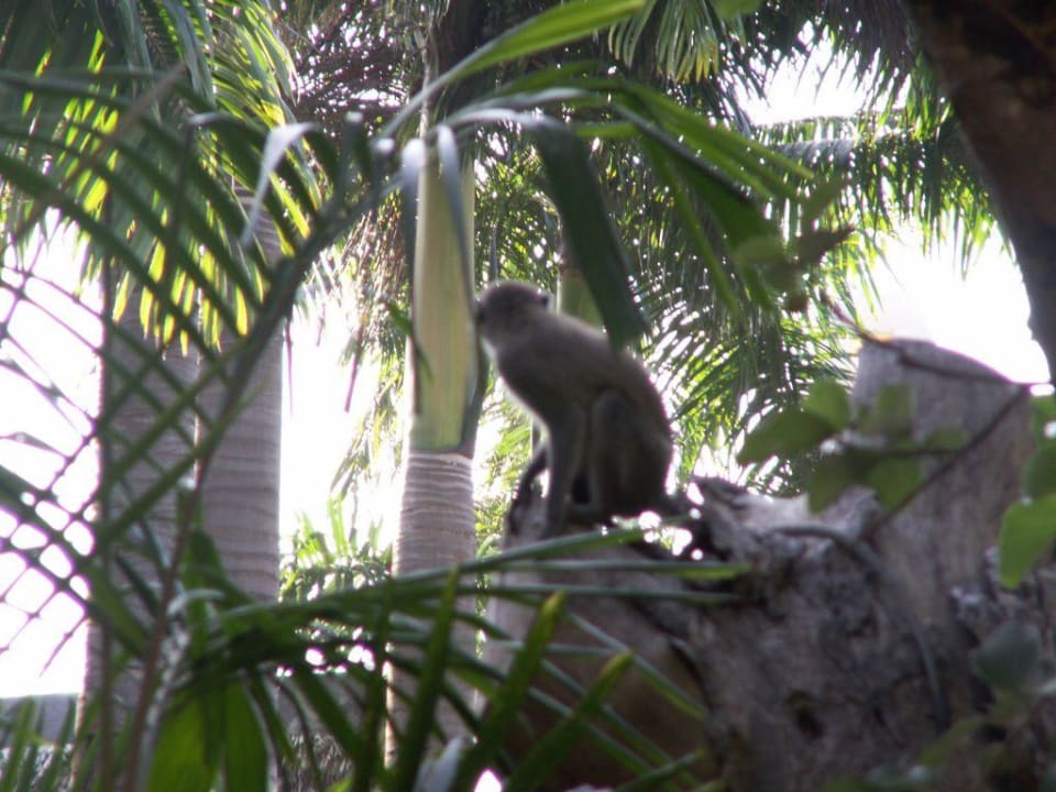 Affenbesuch in der Rezeption Hotel Southern Palms Beach Resort