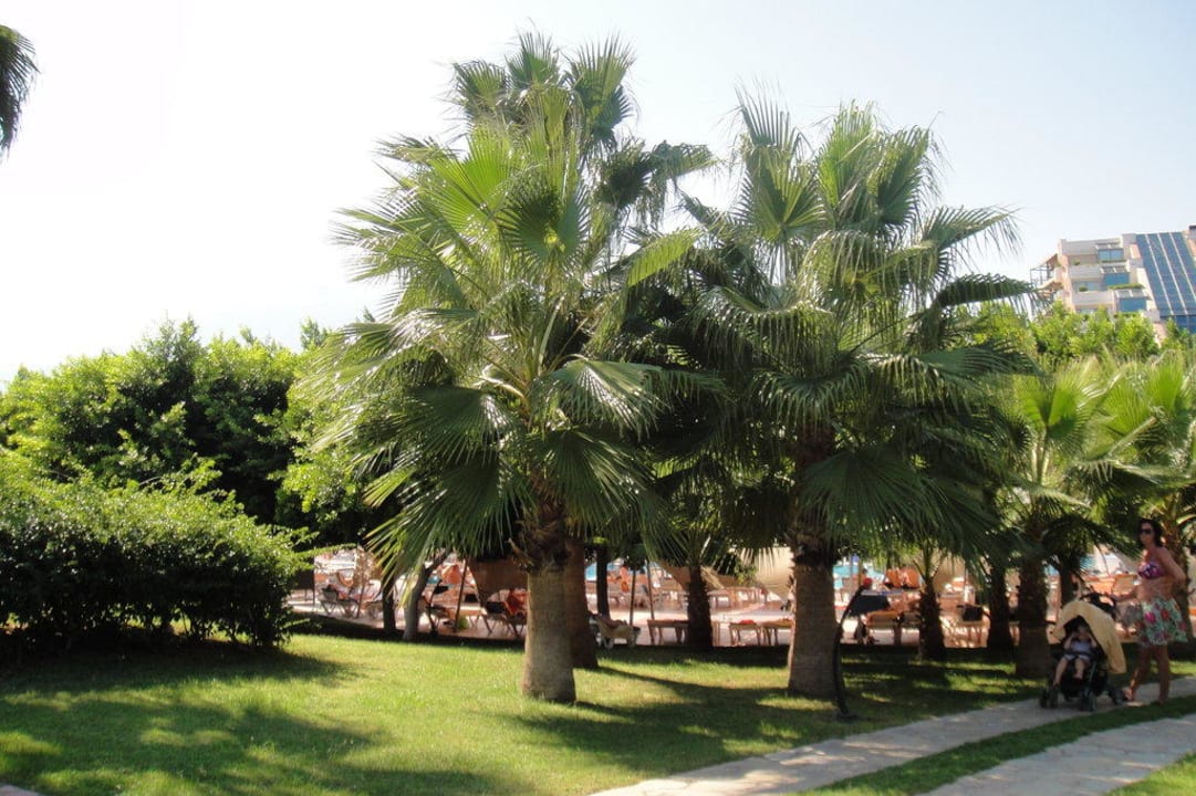 Palmen im Garten Limak Limra Hotel & Resort