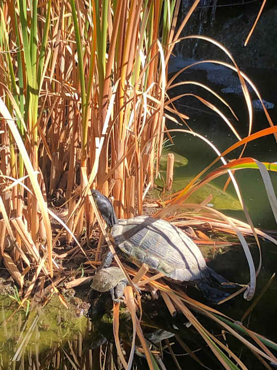 Sonstiges Hotel Geranion Village