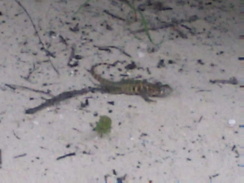 Echsen am Strand Starfish Cuatro Palmas