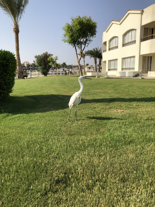 Außenansicht Pickalbatros Dana Beach Resort - Hurghada