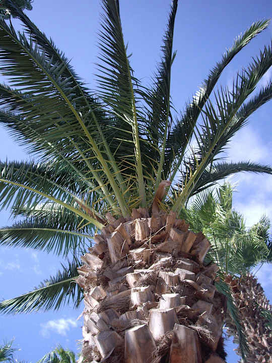 Nesrine Hotel Nesrine