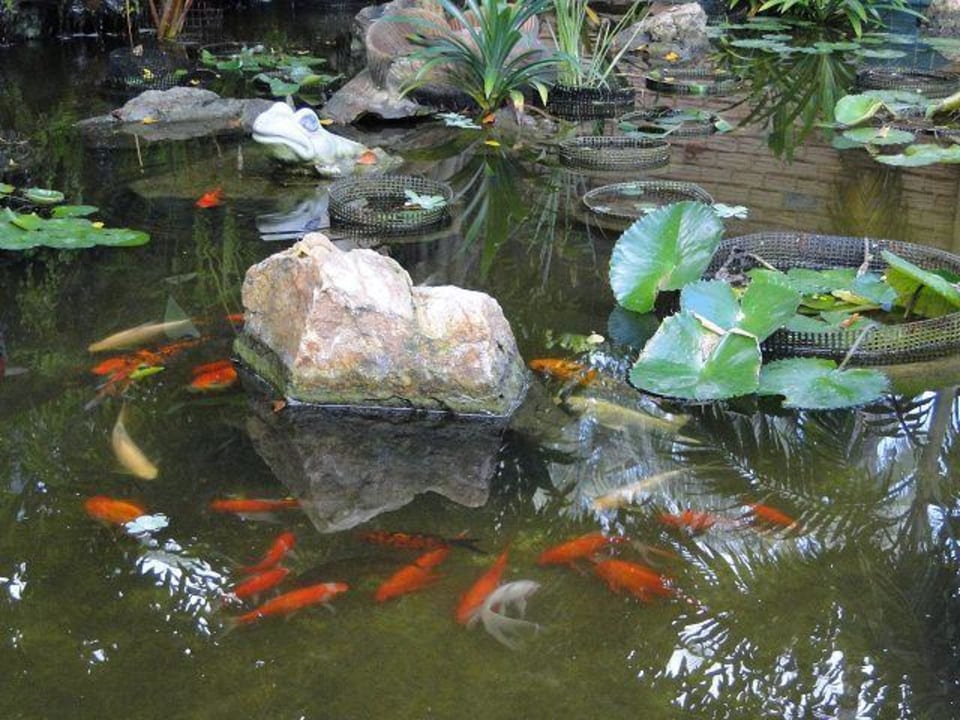 Herrliche Fische im Garten Paradise Beach Resort, Samui
