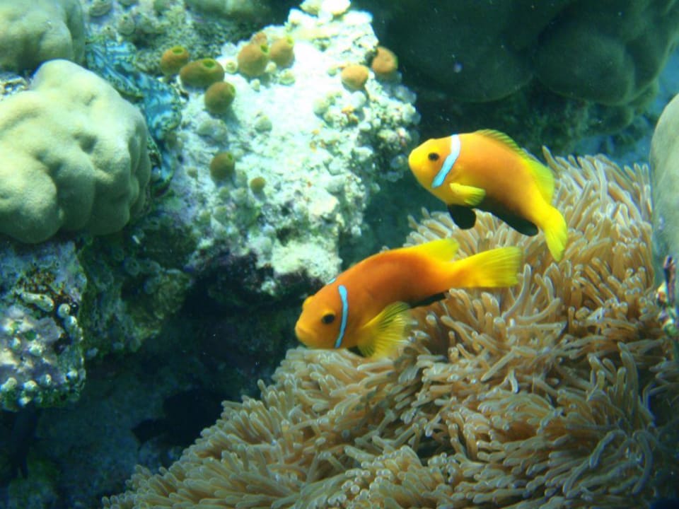 "Nemos" Filitheyo Island Resort