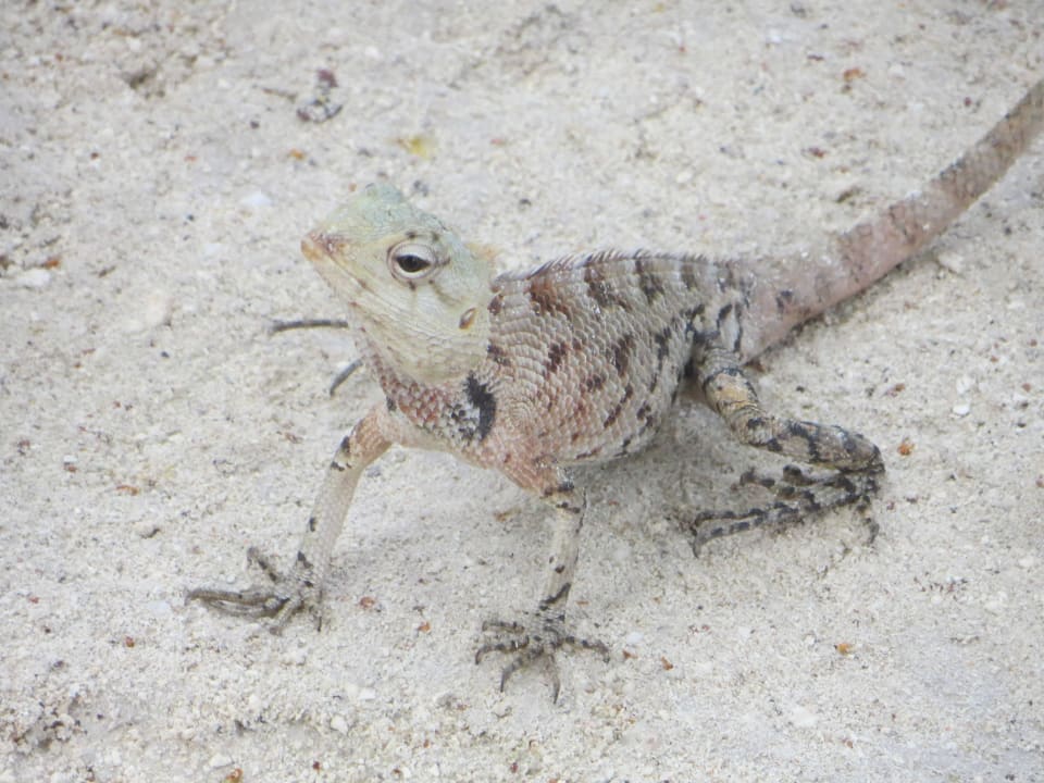 Friedliche Eidechsen überall in der Anlage Adaaran Select Hudhuran Fushi - Premium All Inclusive