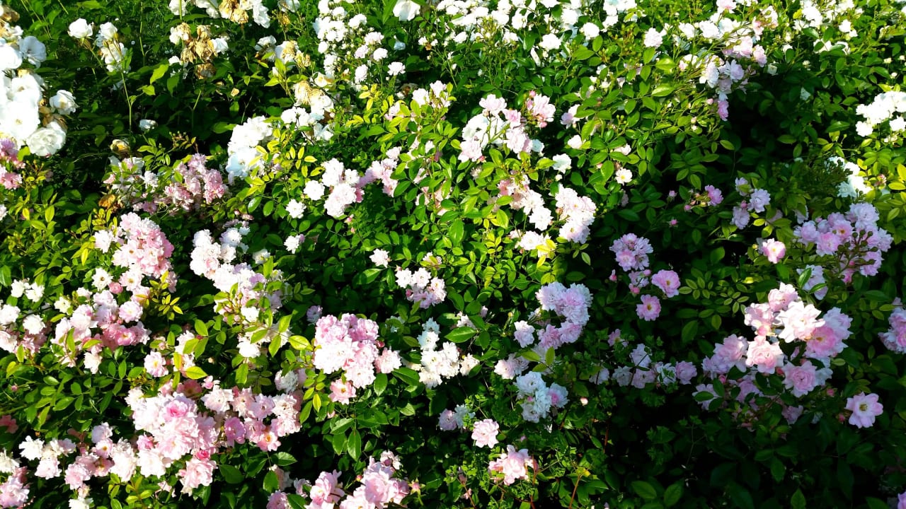 Savoy Beach Bibione 05.2015 Savoy Beach Hotel & Thermal Spa