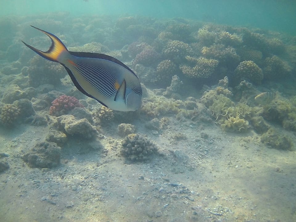 Sport & Freizeit Hotel JAZ Makadi Star & Spa