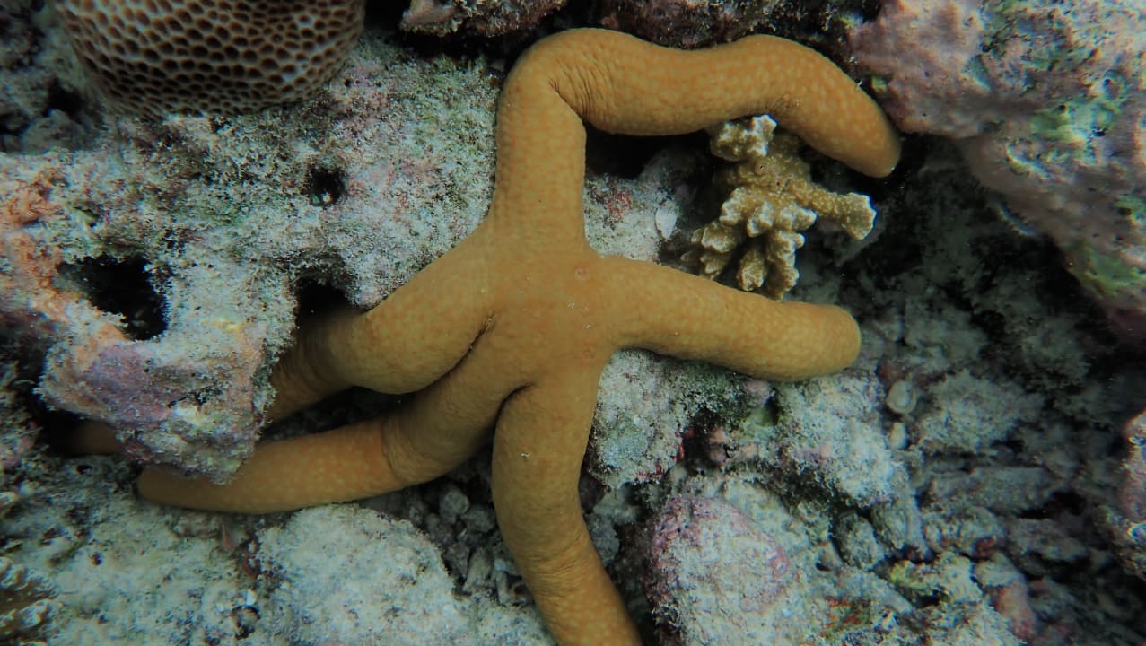 Strand Adaaran Select Meedhupparu Island Resort - Premium All Inclusive