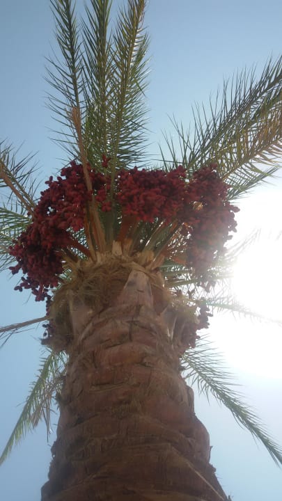 Dattelpalme Jasmine Palace Resort & Spa