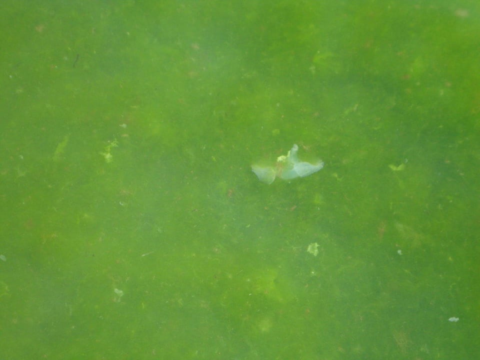 Das Meer Hotel Yavor Palace