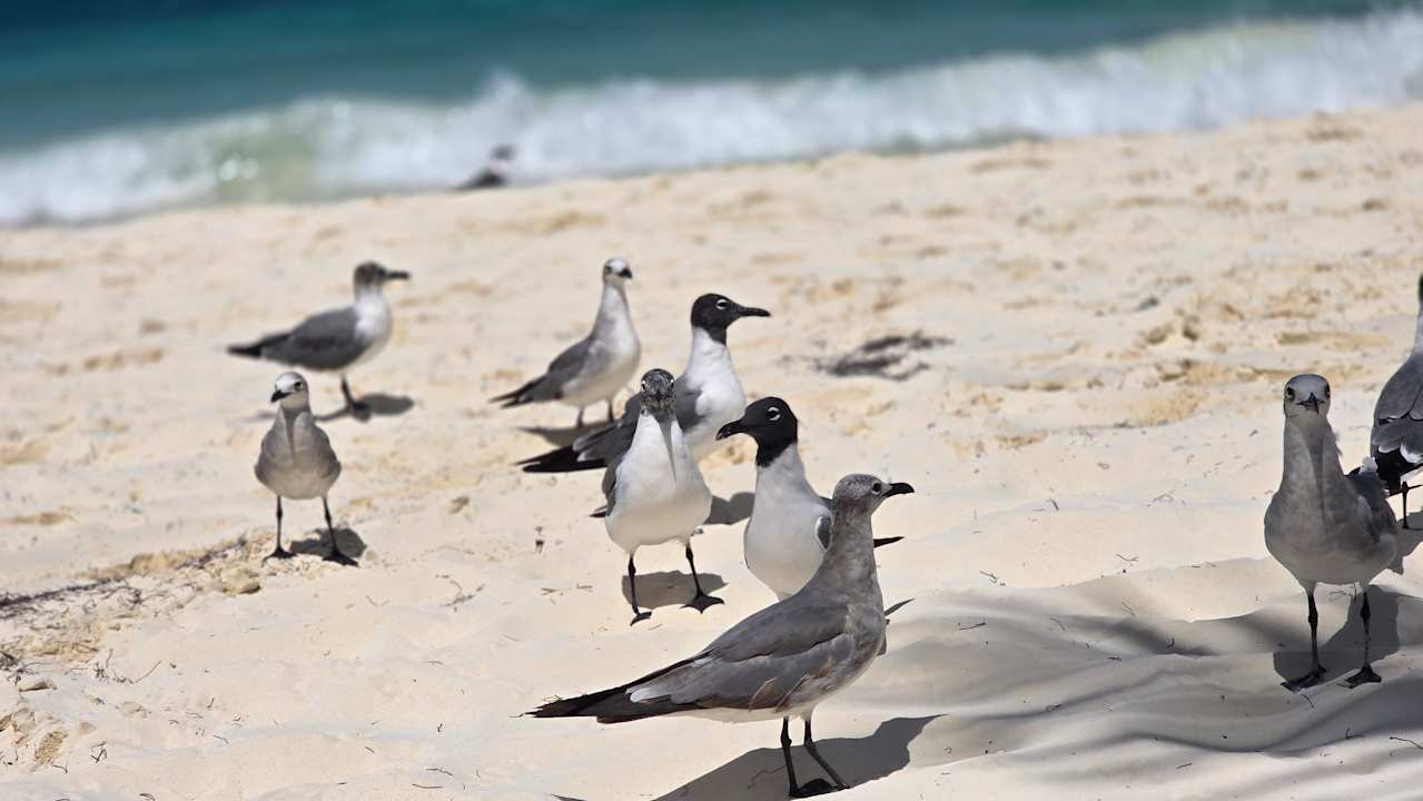 Strand Hotel Riu Caribe