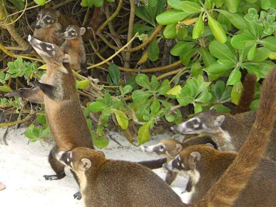 Nasenbären bei der Fütterung Grand Palladium Select White Sand Resort & Spa