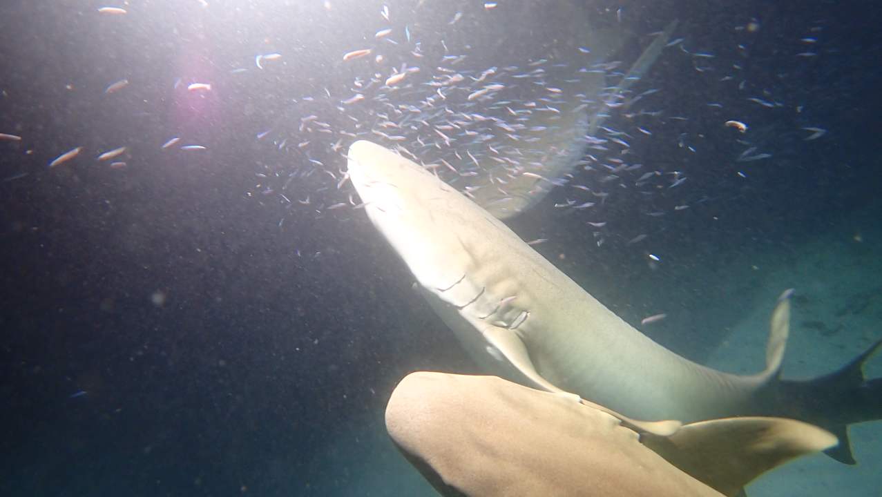 Sport & Freizeit NH Collection Maldives Reethi Resort