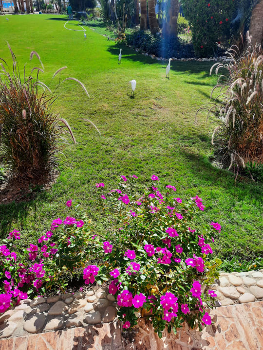 Gartenanlage Shams Safaga Resort