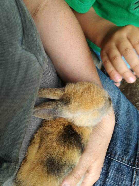 Sonstiges Kinderhotel Appelhof