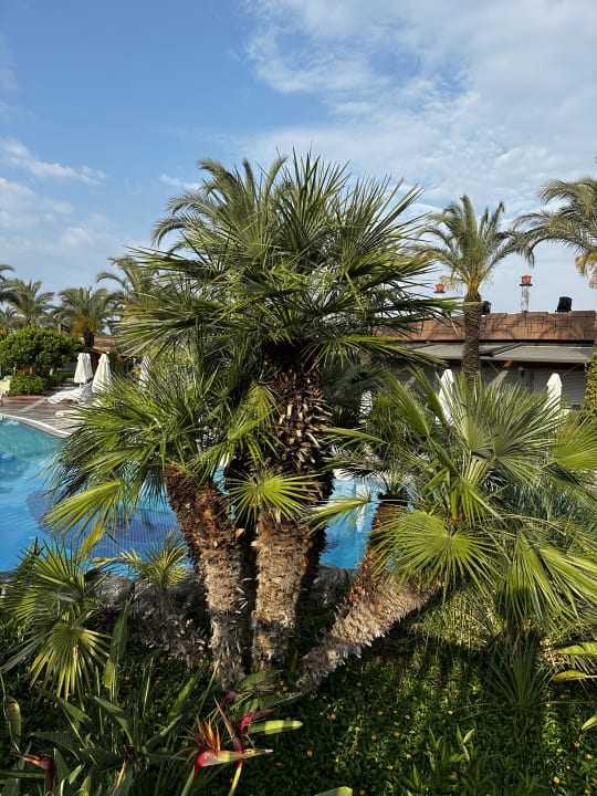 Gartenanlage Royal Wings Hotel