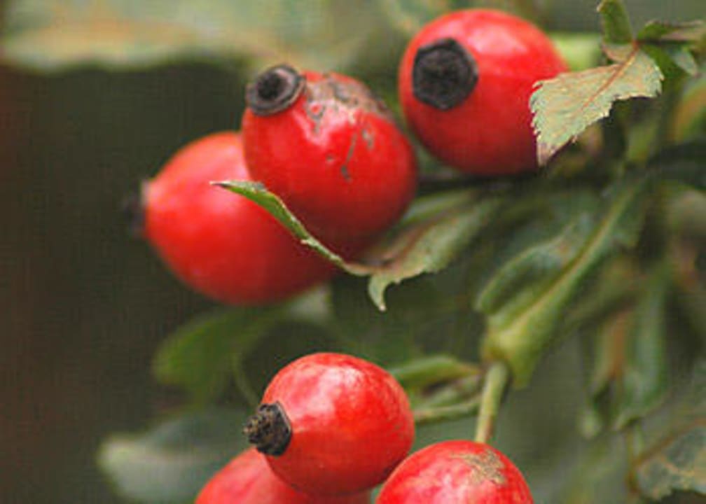 Hotel Residence Haselgrund Hotel Residence Haselgrund