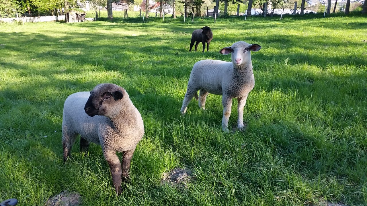 Gartenanlage Fewo am Wald