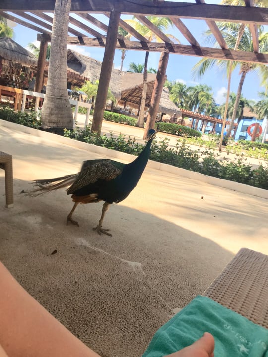 Sonstiges Iberostar Selection Paraiso Lindo