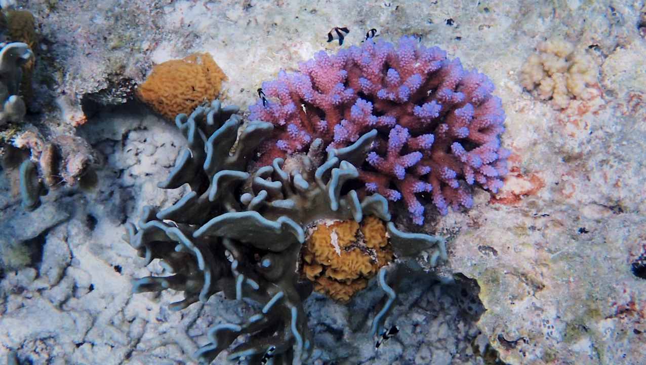 Sport & Freizeit Hotel Riu Palace Maldivas