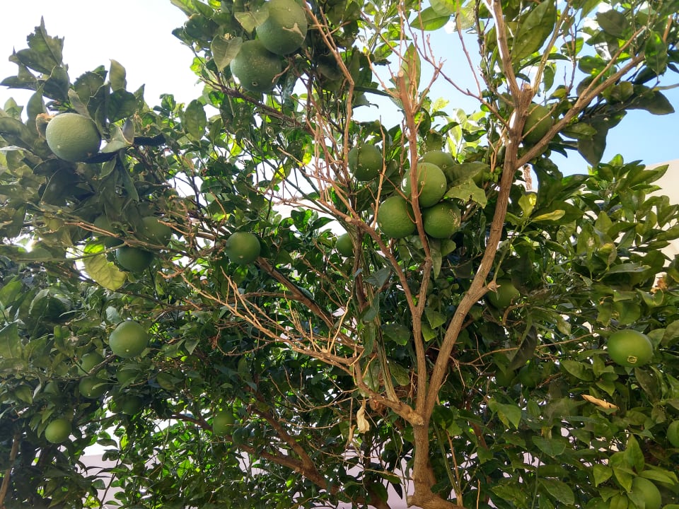 Gartenanlage Fodele Beach & Water Park Holiday Resort