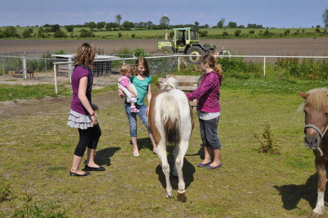 Ponyreiten Ferienhof Meislahn