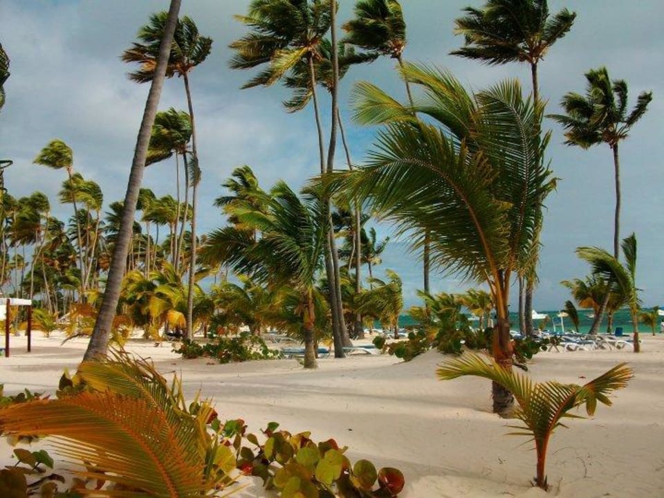 Plage de l'hôtel Villas Bavaro Resort & Spa