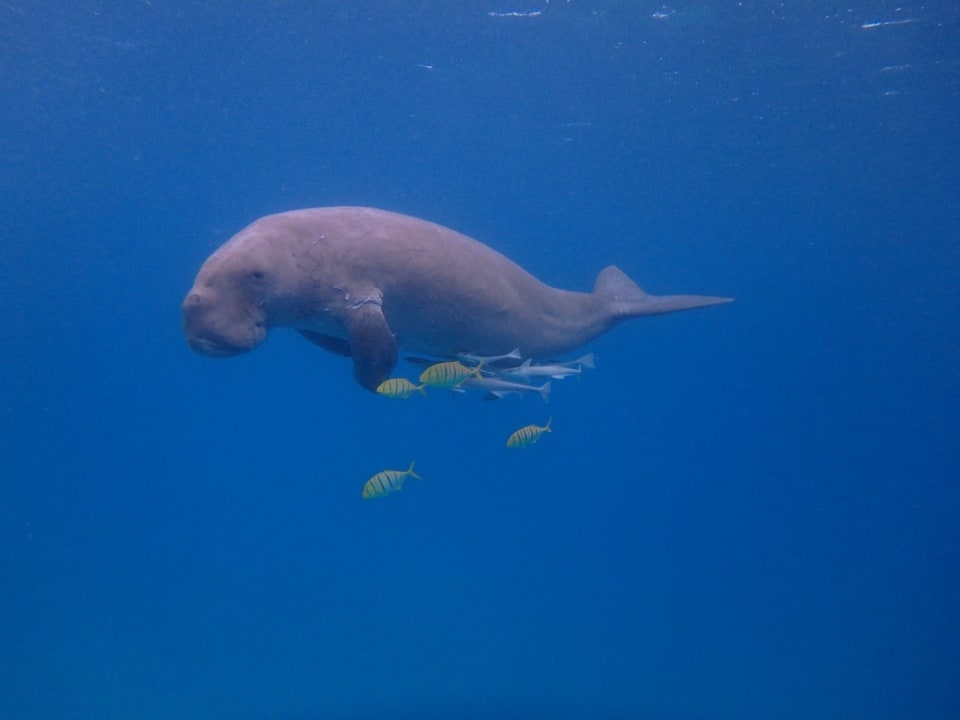 Strand SUNRISE Cardina Resort
