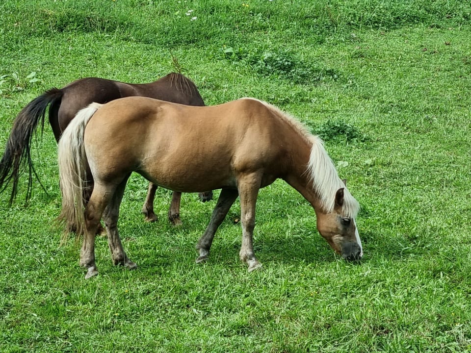 Außenansicht Ferienhof Wußler