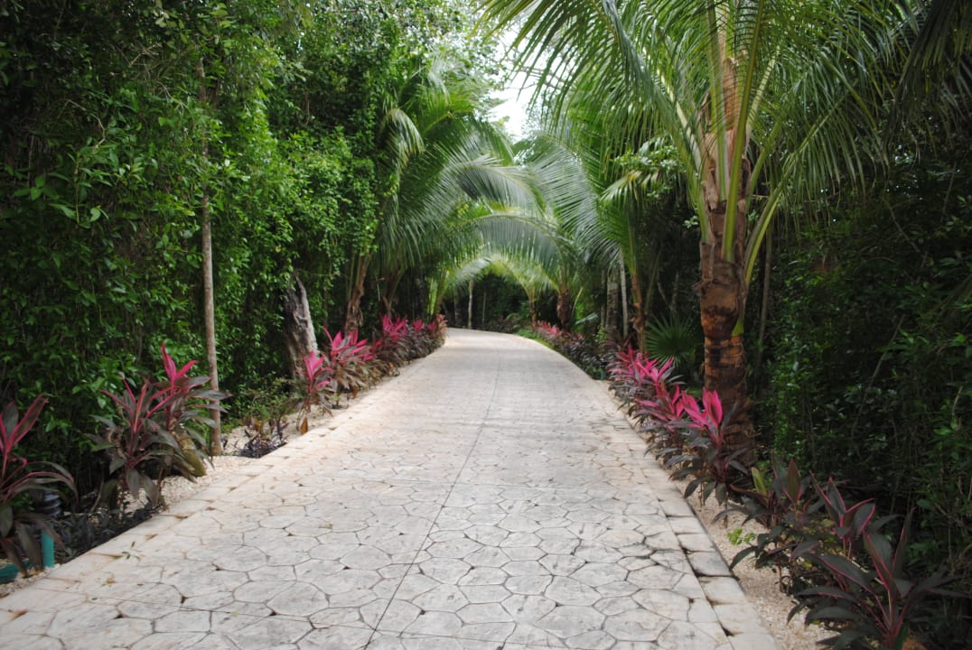 Weg zum Neubau im Palmendschungel TUI BLUE El Dorado Seaside Suites