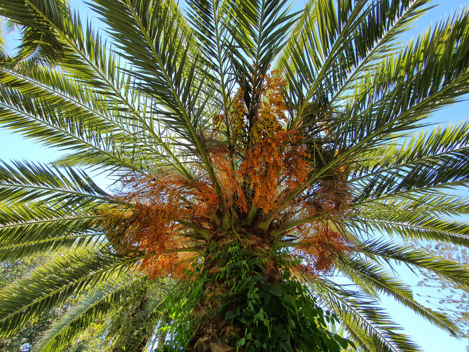 Gartenanlage Apollonia Beach Resort & Spa