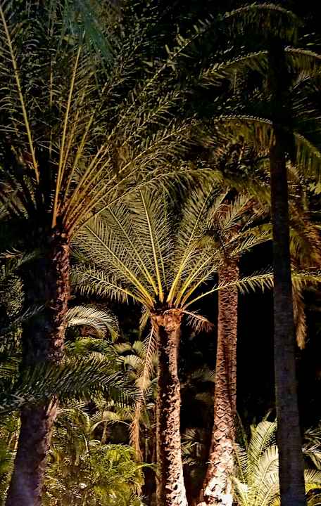 Gartenanlage Hotel Riu Palace Oasis