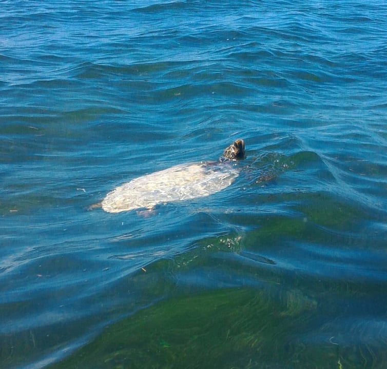 Wasserschildkröte Kuredu Island Resort & Spa