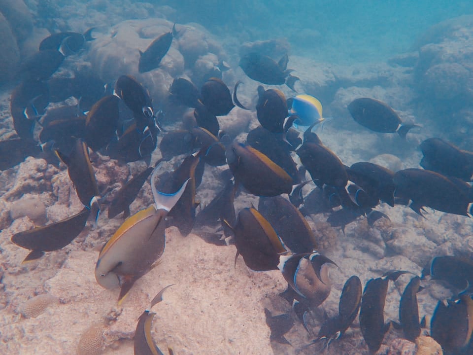 Sport & Freizeit  Reethi Faru Resort