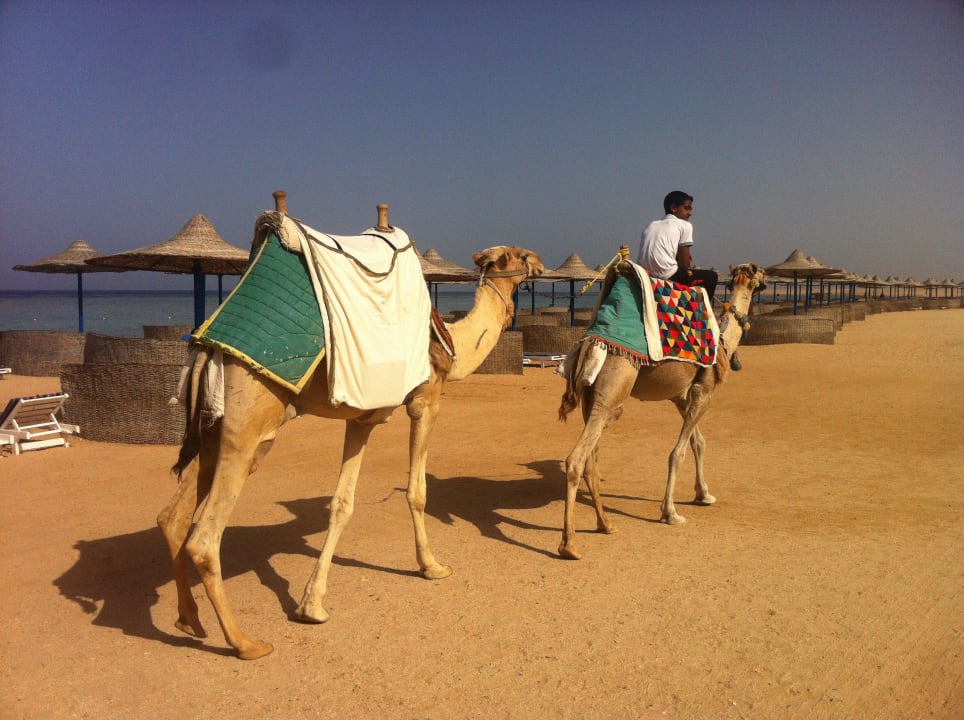 Kamele Fantazia Resort Marsa Alam