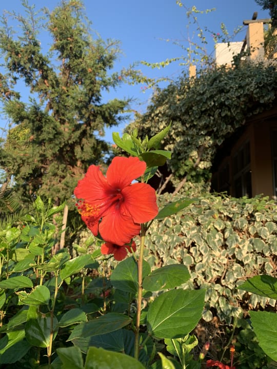 Gartenanlage Anissa Beach & Village