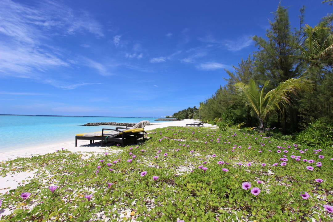 Liegen zwischen Blumen und Sand Summer Island Maldives