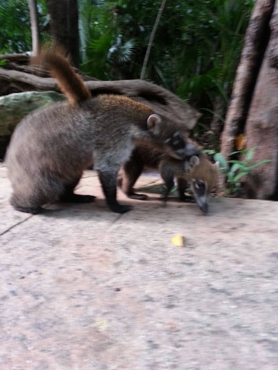 Hotel Catalonia Playa Maroma Catalonia Playa Maroma