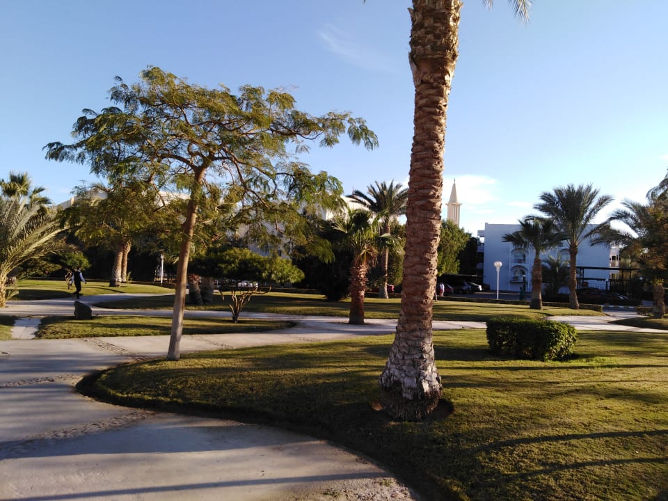 Gartenanlage Desert Rose