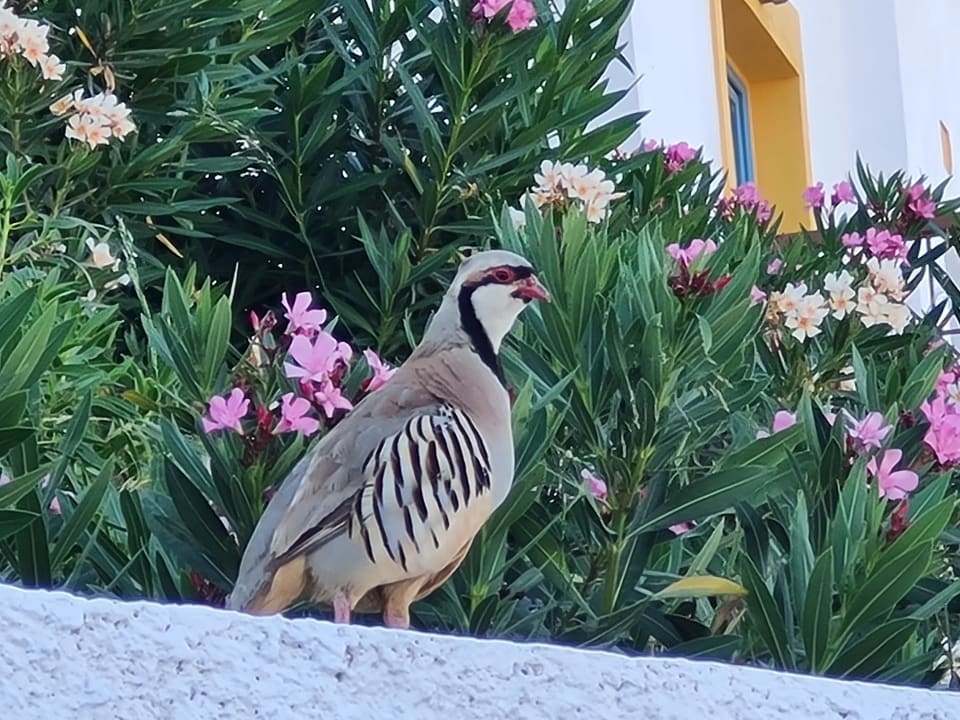 Gartenanlage Lagas Aegean Village