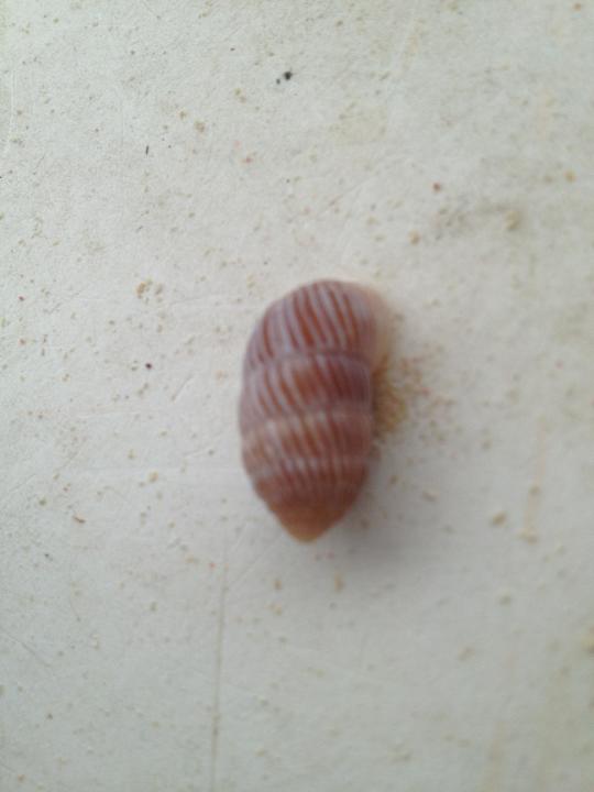 Muschel Punta Cana Princess All Suites Resort & Spa